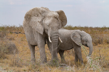 Fototapeta premium Herde von Elefanten unterwegs in Etosha