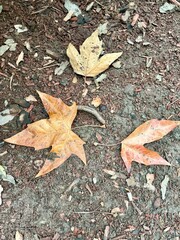 Three dried maple leaves on a textured ground covered with dirt, bark mulch, and small debris. The leaves are in shades of orange and brown, indicating autumn.