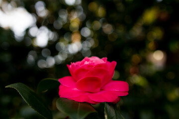 Vibrant pink camellia flower in bloom with lush green bokeh background