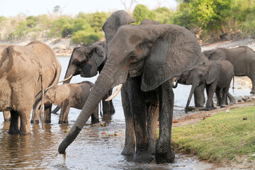 Fototapeta premium Herde von Elefanten unterwegs an einem Flussufer im Norden Namibias an der Grenze zu Botswana
