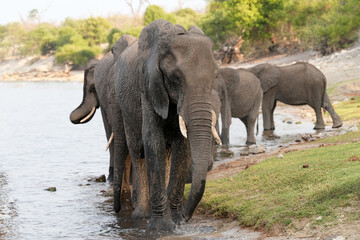 Herde von Elefanten unterwegs an einem Flussufer im Norden Namibias an der Grenze zu Botswana