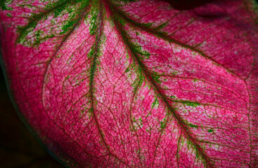 close up of pink flower