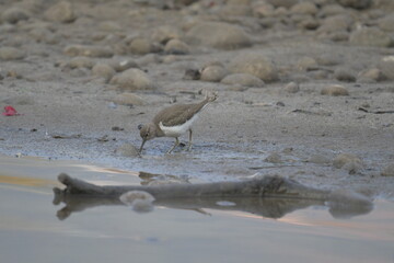Common sand piper on the beach