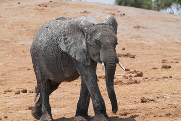 ein junger Elefant am Flussufer des Chobe