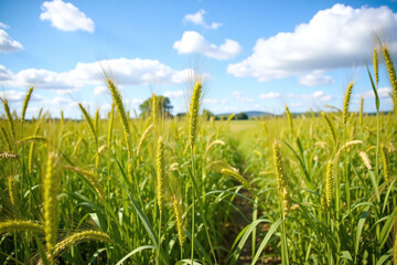 Wheat field with stalks swaying on sunny day