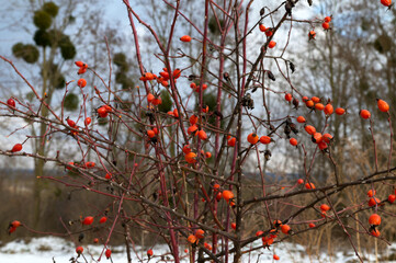 Close up photo of red berries in the forest.