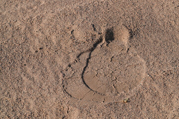 Herde von Elefanten unterwegs