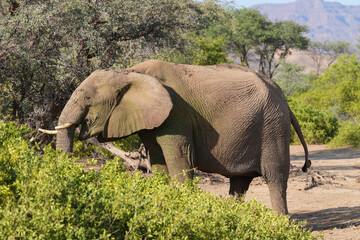 Ein Elefant ernährt sich von den Büschen in der Steppe am Rand der Namibwüste