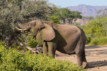 Ein Elefant ernährt sich von den Büschen in der Steppe am Rand der Namibwüste
