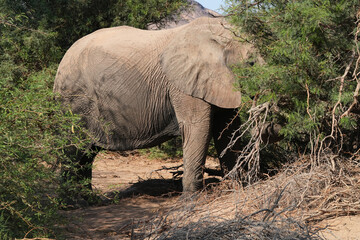 Ein Elefant ernährt sich von den Büschen in der Steppe am Rand der Namibwüste