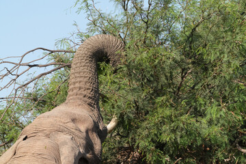 Ein Elefant ernährt sich von den Büschen in der Steppe am Rand der Namibwüste
