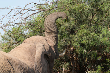 Ein Elefant ernährt sich von den Büschen in der Steppe am Rand der Namibwüste