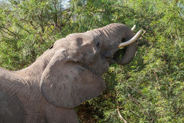 Ein Elefant ernährt sich von den Büschen in der Steppe am Rand der Namibwüste