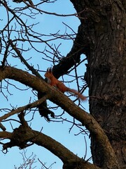 Wild Squirrel in the Forest
