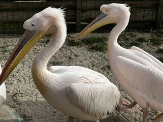 Пара белых пеликанов на отдыхе