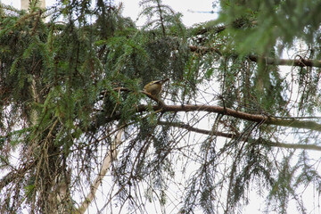 Small bird perched on a green spruce branch in peaceful forest. Bird resting, soft mood, nature harmony, close-up shot, slightly hidden, deep forest, organic textures, gentle lighting, wildlife focus,