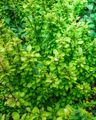 Lush green bush with leaves that are wet