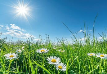 Sunny meadow flowers, summer day, bright sky