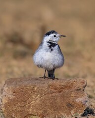 wagtail bird on a stone