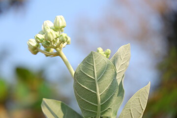 Crown Flower on a blue sky background