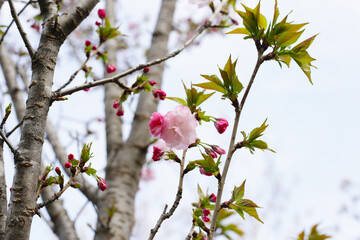 Branches of sakura flowers, cherry blossom