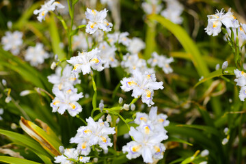 Beautiful Iris japonica flower in Japan park