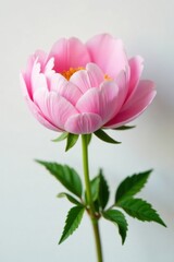 Obraz premium Intricate details of a fully opened, pastel pink peony flower, set against a clean white background , texture, design element