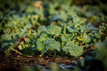 Farming in Cirencester, The Cotswolds, England