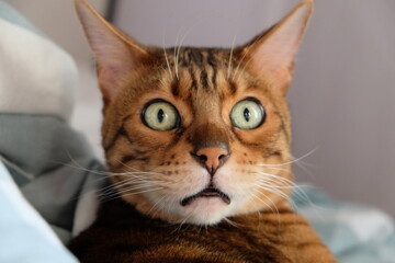 The surprised face of a Bengali cat