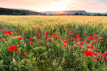 A wheat field dotted with poppies under a sunset in Provence, near Aix-en-Provence. A typical scene from southern France, capturing the natural beauty and vibrant colors of the Provençal landscape.