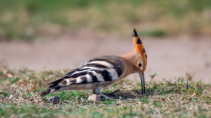 hoopoe bird digging and eating insects