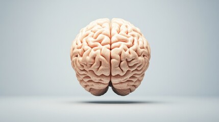 Obraz premium A realistic representation of a human brain, depicted in a floating position against a minimalistic background.