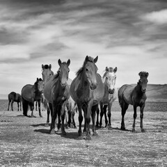 Obraz premium A powerful Mongolian horse portrait, embodying the spirit of Chinggis Khan's legendary steed. Strong, noble, and fearless, set against a dramatic natural backdrop