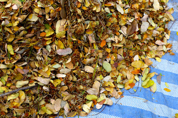 Brown dried leaves of rain tree. Dried leaves for composting