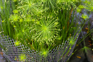 Cyperus prolifer water plant in the pond