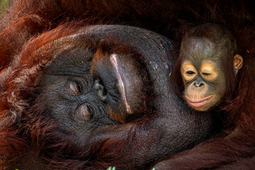 Bornean Orangutan ( Pongo Pygmaeus )