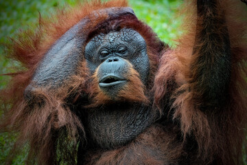 Bornean Orangutan ( Pongo Pygmaeus )