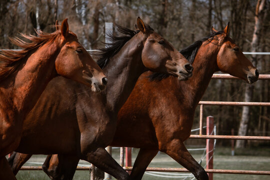 Horse, equestrian sports, running, animals
