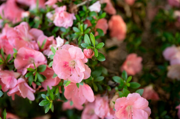 Close-up of pink azalea flowers in full bloom with green foliage