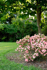 Pink azalea bush blooming under a tree in a green garden