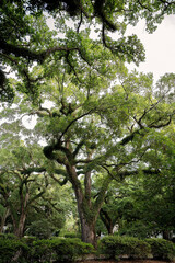 Majestic oak trees with sprawling, moss-covered branches