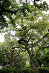 Majestic oak trees with sprawling, moss-covered branches
