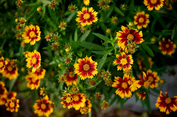 Fototapeta premium Cluster of vibrant yellow and red coreopsis flowers in full bloom