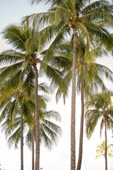 Fototapeta premium Tall palm trees sway under a bright tropical sky