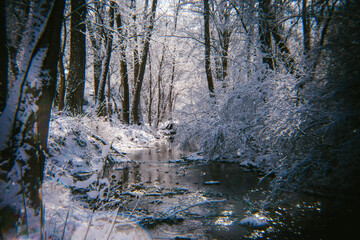 Freshly Fallen Snow Covers the Trees Surrounding a Creek