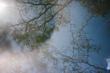 Looking Up to Leaves on a Tree