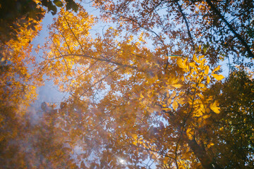 Golden Fall Leaf Colors of the Woods in Autumn