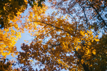 Golden Fall Leaf Colors of the Woods in Autumn