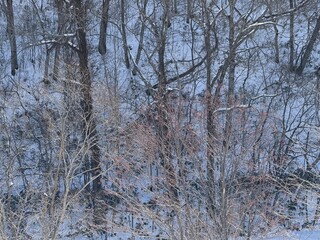 冬の森