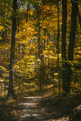 Obraz premium Golden Fall Leaf Colors of the Woods in Autumn